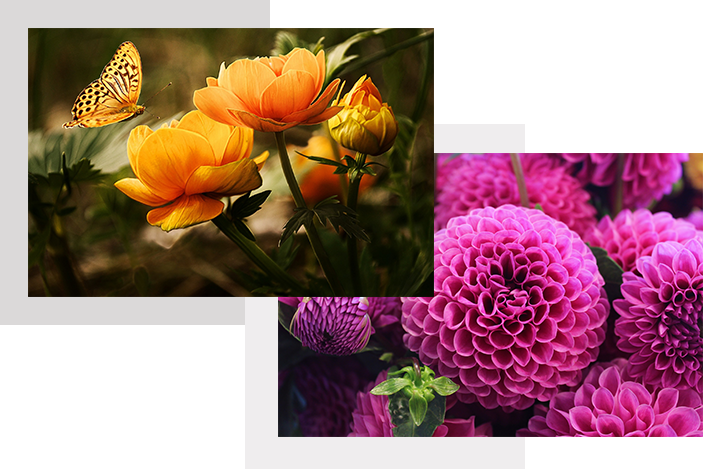 About Petalsphere Flowers